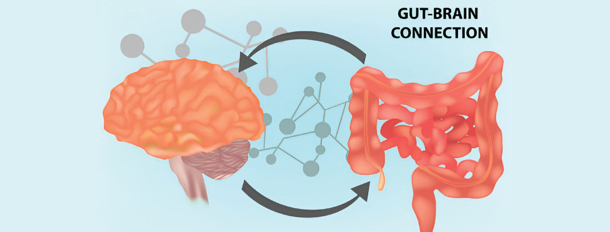 Gut Brain Axis Explained Practical Steps for Mood & Cognitive Enhancement (2)