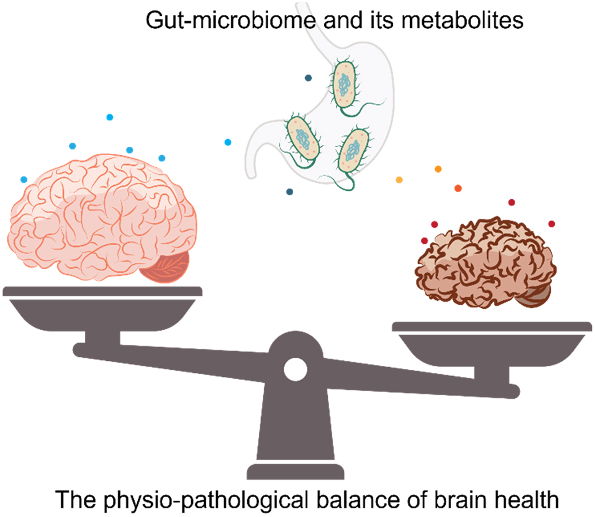 Gut Brain Axis Explained Practical Steps for Mood & Cognitive Enhancement (3)